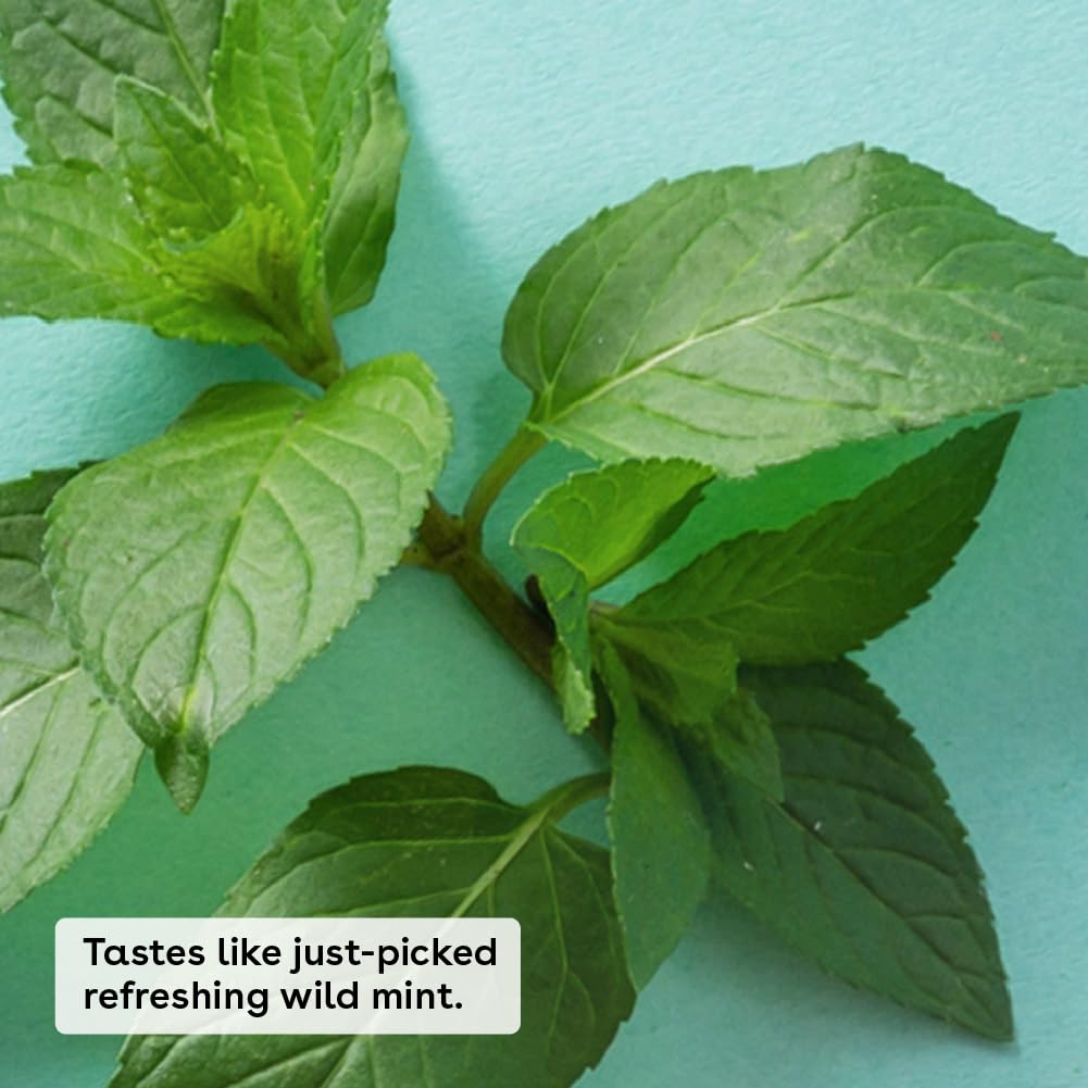 Green mint leaves on a teal background with text describing the flavor.